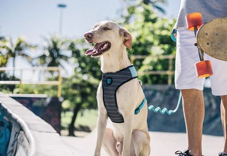 A empresa brasileira Zeedog conta com linhas alternativas para cachorros. Produtos como o peitoral vão de R$ 70 a R$ 90.