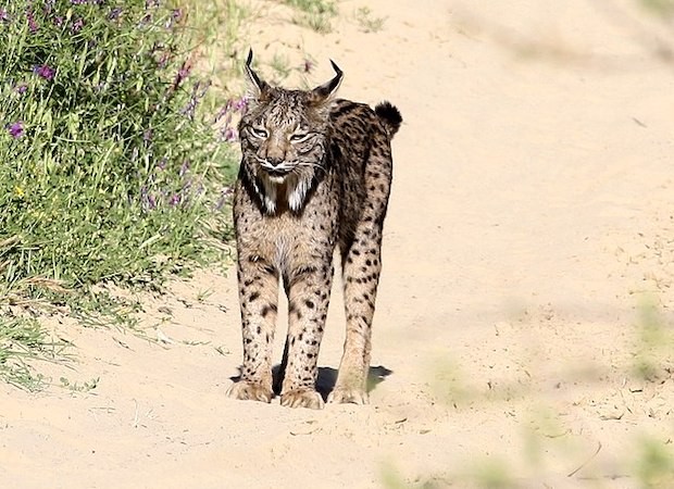  O Lynx pardinus não se adaptou a outras presas e, pela escassez de coelho, corre risco de extinção (Foto: Fernando Diz-lois / Wikimedia Commons / CreativeCommons)