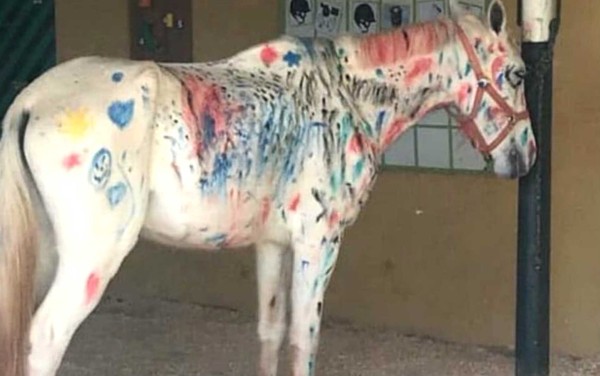 Uso de cavalo como 'tela de pintura' em atividade para crianças em férias é  questionado por pedagogos | Educação | G1