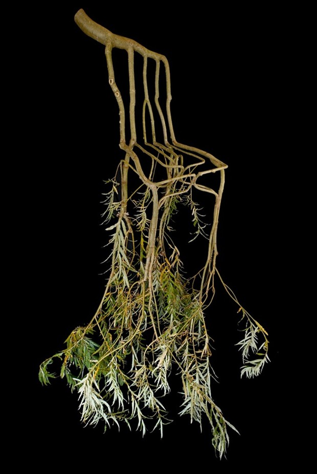 Artista planta árvores em formato de cadeira (Foto: Divulgação)