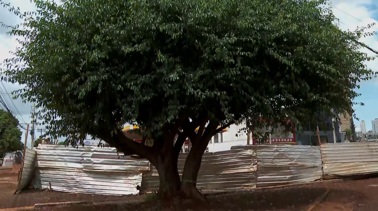 Gameleira é a primeira árvore tombada pelo patrimônio cultural de Ribeirão Preto; entendaon março 29, 2023 at 7:29 pm