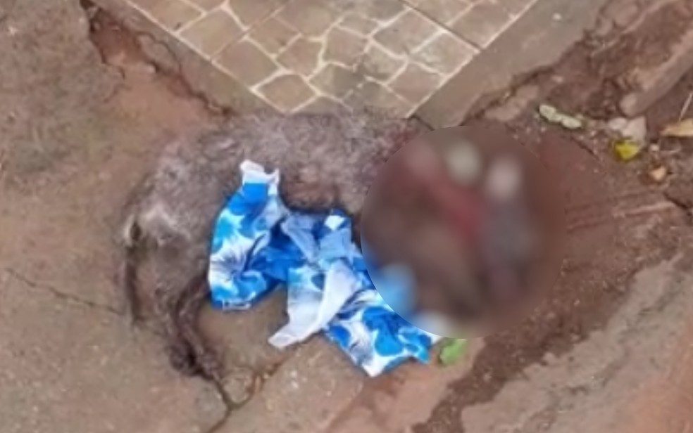 Cão encontrado morto em frente a casa do homem preso suspeito de matá-lo e agredir outro animal — Foto: Reprodução/TV Anhanguera