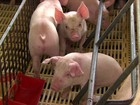 Criadores comemoram alta no preço do suíno e aumento das exportações