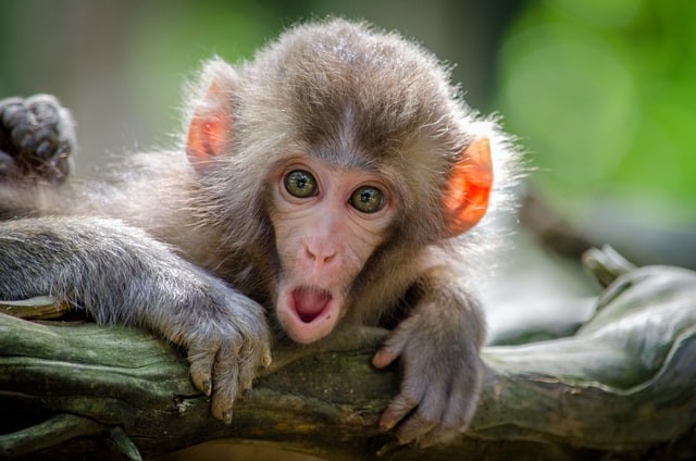 Os cientistas acreditam que os macacos veem o álcool como um sinal de que a fruta está madura (Foto: Unsplash/ Jamie Haughton/ CreativeCommons)