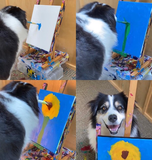 Secret, cachorro australiano com dons artísticos (Foto: Reprodução / Instagram)