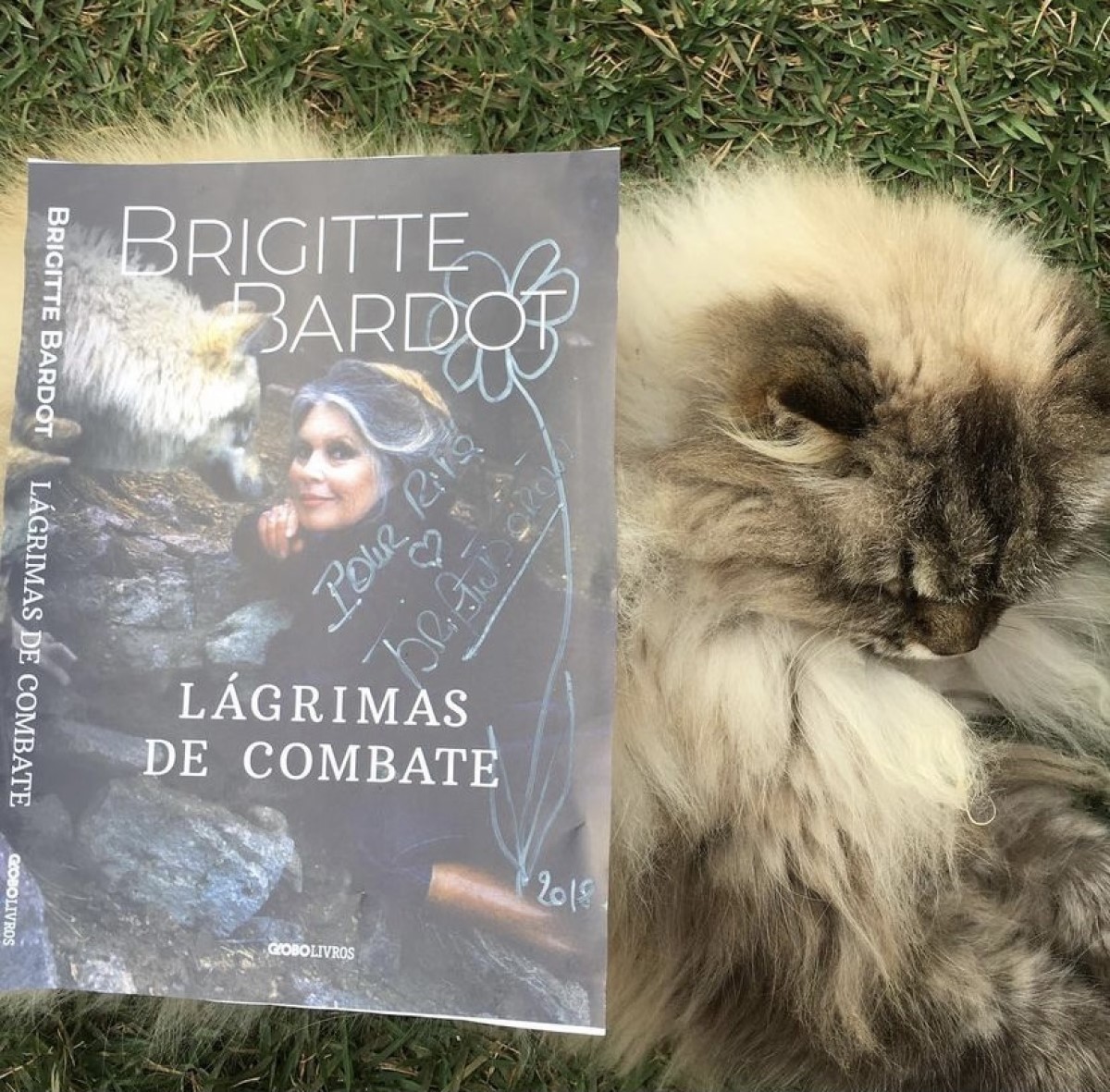 Na imagem postada no Instagram de Rita Lee, a cantora mostra o livro Lágrimas de Combate e, ao fundo, o seu gato Gambá  (Foto: Instagram/ @ritalee_oficial/ Reprodução)