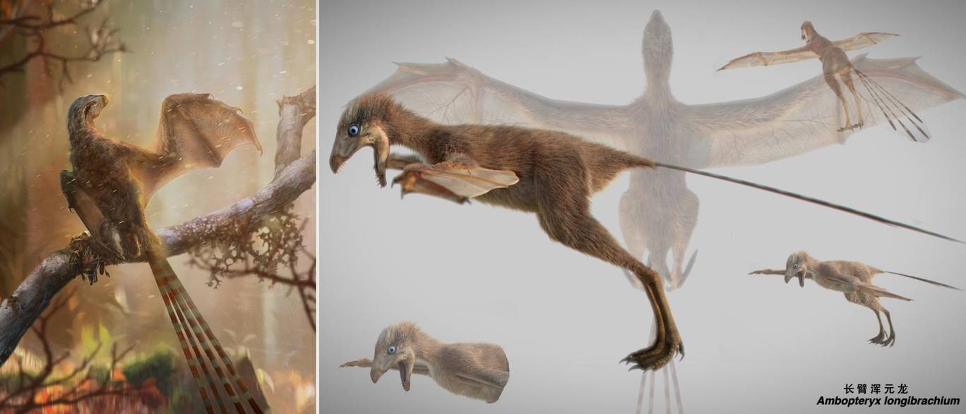 Descoberta de um dinossauro que tinha asas parecidas com as de um morcego pode ajudar a entender melhor a evolução das asas de animais pré-históricos (Foto: Chung-Tat Cheung/ Min Wang)