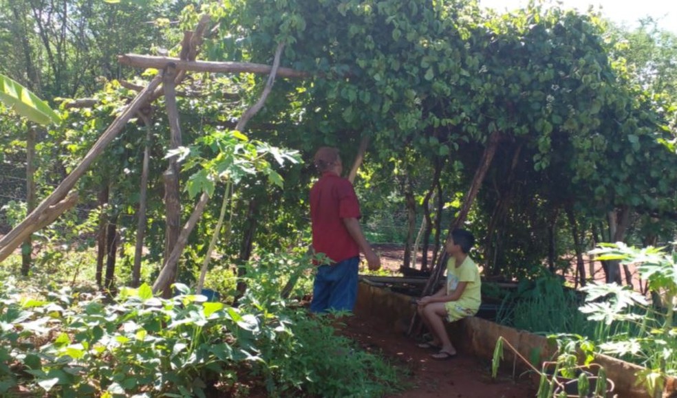 Além de macaxeira, agricultor cultiva feijão, milho e gergelim no sítio da família no interior do Ceará. — Foto: Arquivo pessoal
