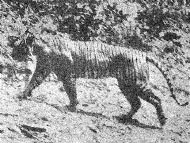 Única fotografia tirada do tigre-de-java na natureza (Foto: Domínio Público / WikimediaCommons / CreativeCommons)