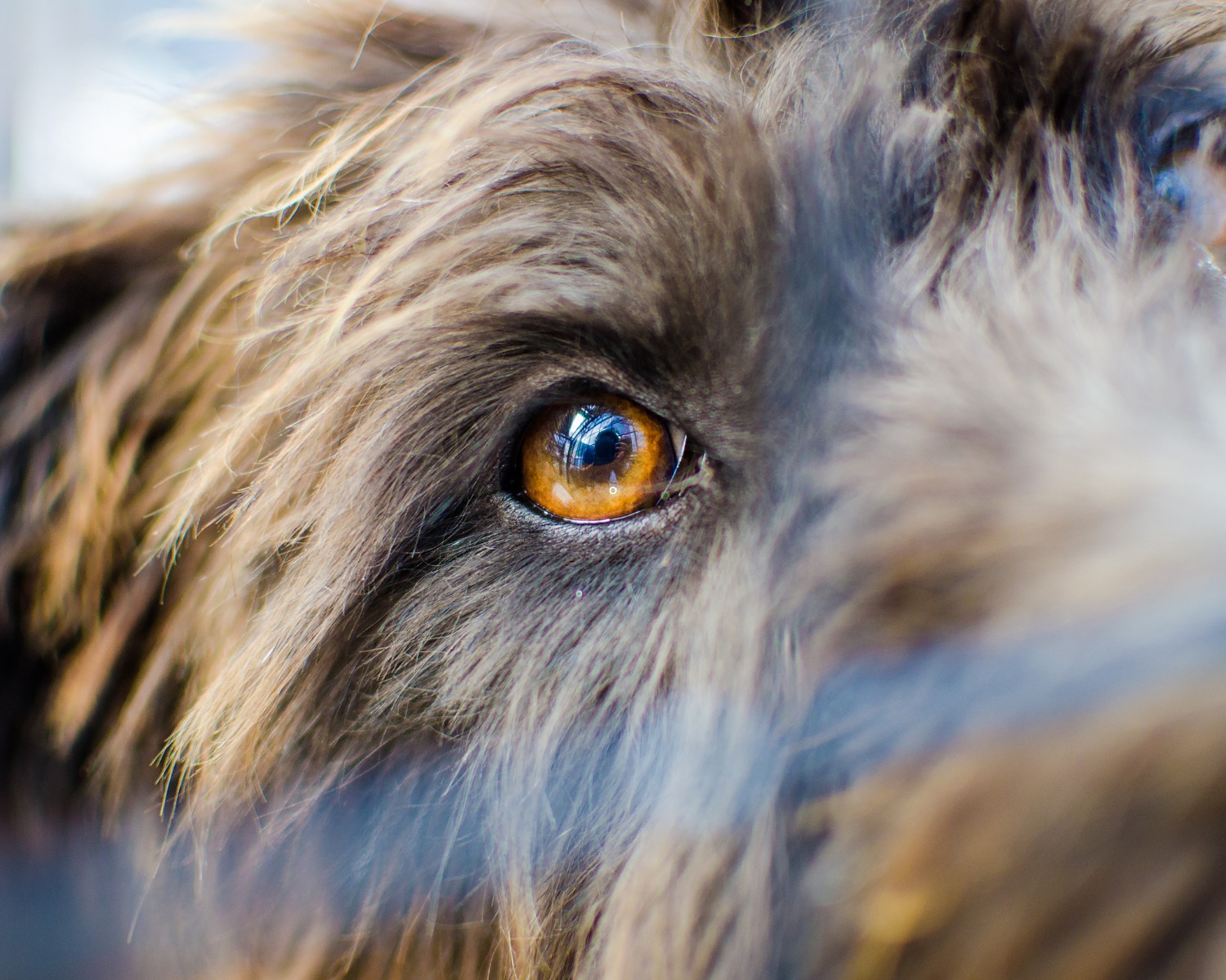Assim como os humanos, cachorros também apresentam doenças oculares (Foto: Canva/Creative Commons)