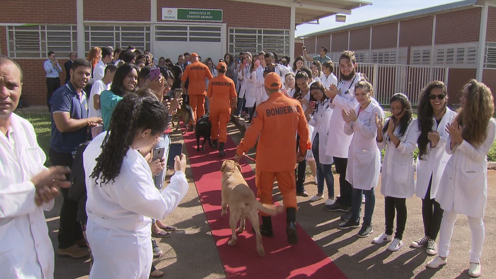 Cães dos bombeiros do DF voltam de Brumadinho (MG) e recebem homenagens  — Foto: TV Globo/Reprodução