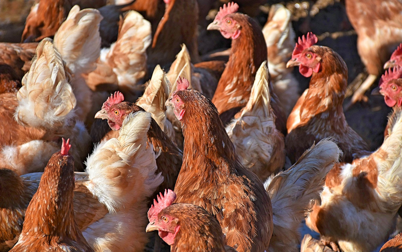 Onda de calor mata 400 mil galinhas no Uruguai
