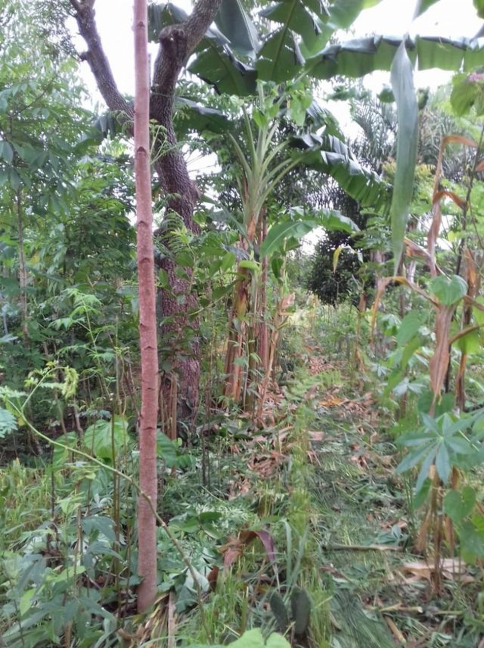 Sistema agroflorestal implantado h 15 anos em Exu, na regio semirida de Pernambuco  Foto: Arquivo pessoal