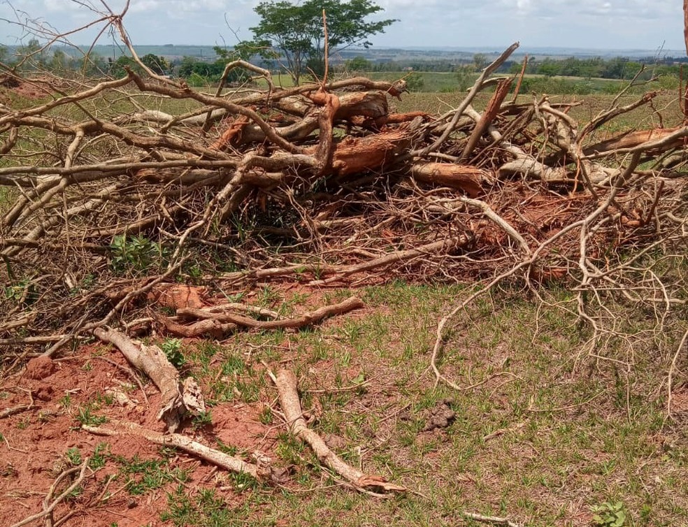 Sitiante foi multado em R$ 15,9 mil pelo corte de 53 árvores nativas — Foto: Polícia Ambiental