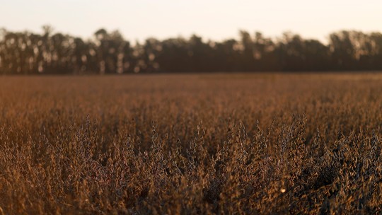 Ausência de doenças da soja pode estar associada ao microbioma do solo