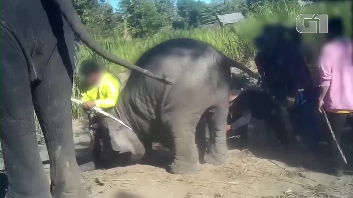 Entidade denuncia tratamento cruel de elefantes na Tailândia thumbnail