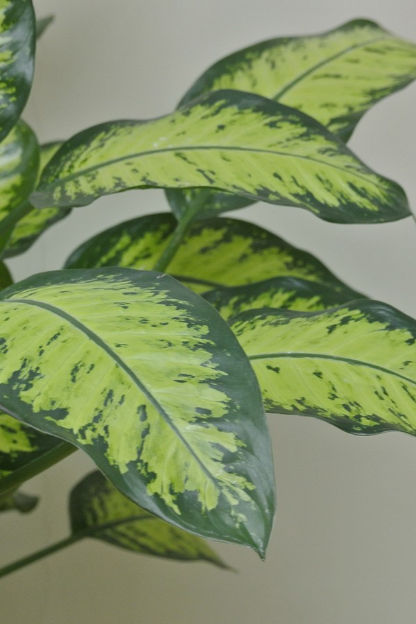 Dieffenbachia seguine in front of white wall (Foto: Getty Images/iStockphoto)