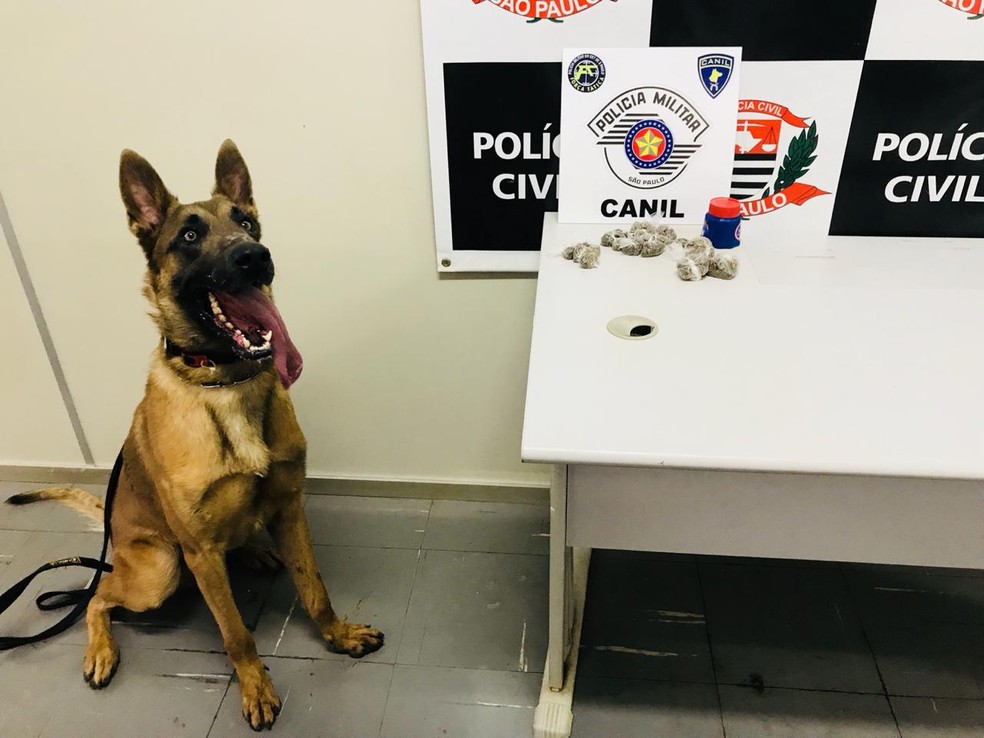 Canil da Força Tática trabalhou na localização da droga — Foto: Cedida/Polícia Militar