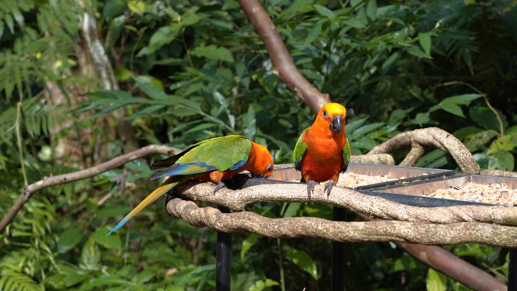 Parque das Aves - Foz do Iguaçu — Foto: Divulgação/Parque das Aves