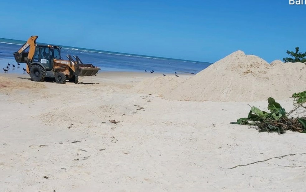 Filhote de baleia é achado morto em destino turístico no extremo sul da Bahia. — Foto: Departamento de Fiscalização Ambiental / Divulgação 