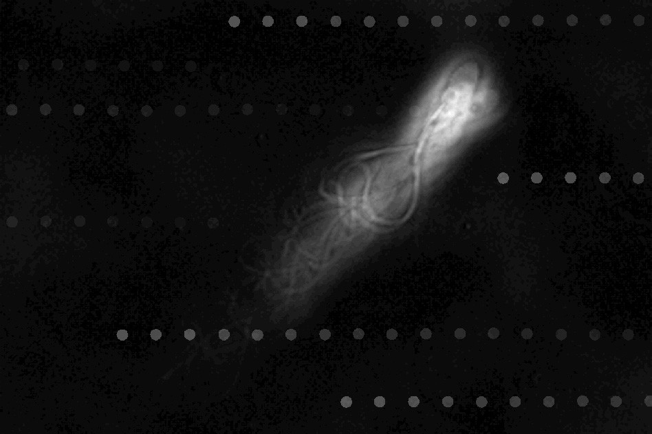 Fotos sobrepostas mostram a movimentação de um espermatozoide dentro de um microtubo (Foto: divulgação)