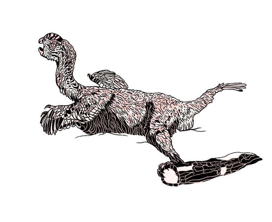 TONGTIANLONG LIMOSUS Mais um dinossauro  que foi descoberto na China. Viveu entre 72 milhões e 66 milhões de anos atrás. Tinha 2  metros de comprimento (Foto: Ilustração: Feu)