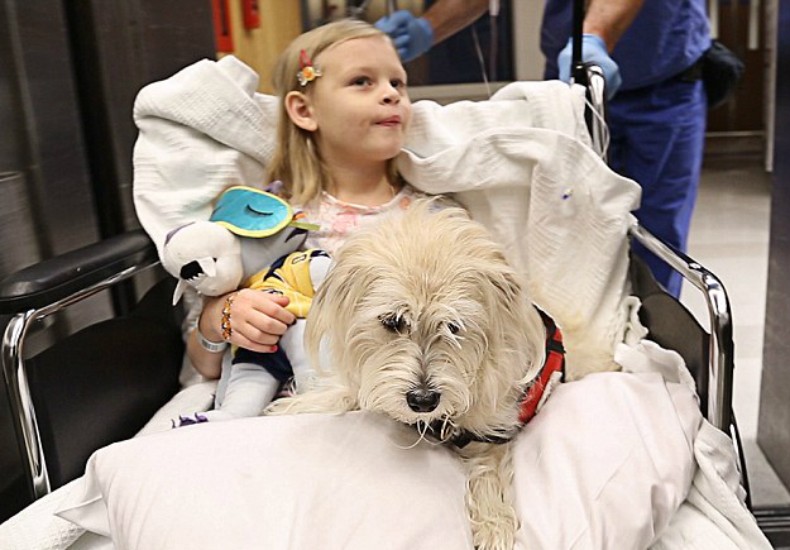 Cão acompanha menina durante cirurgia nos EUA (Foto: Divulgação/Duke Medicine)
