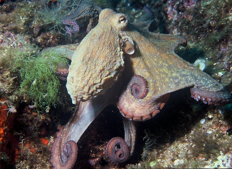Polvo da espécie Octopus vulgaris (Foto: Albert Kok at Dutch Wikipedia/Wikimedia Commons)