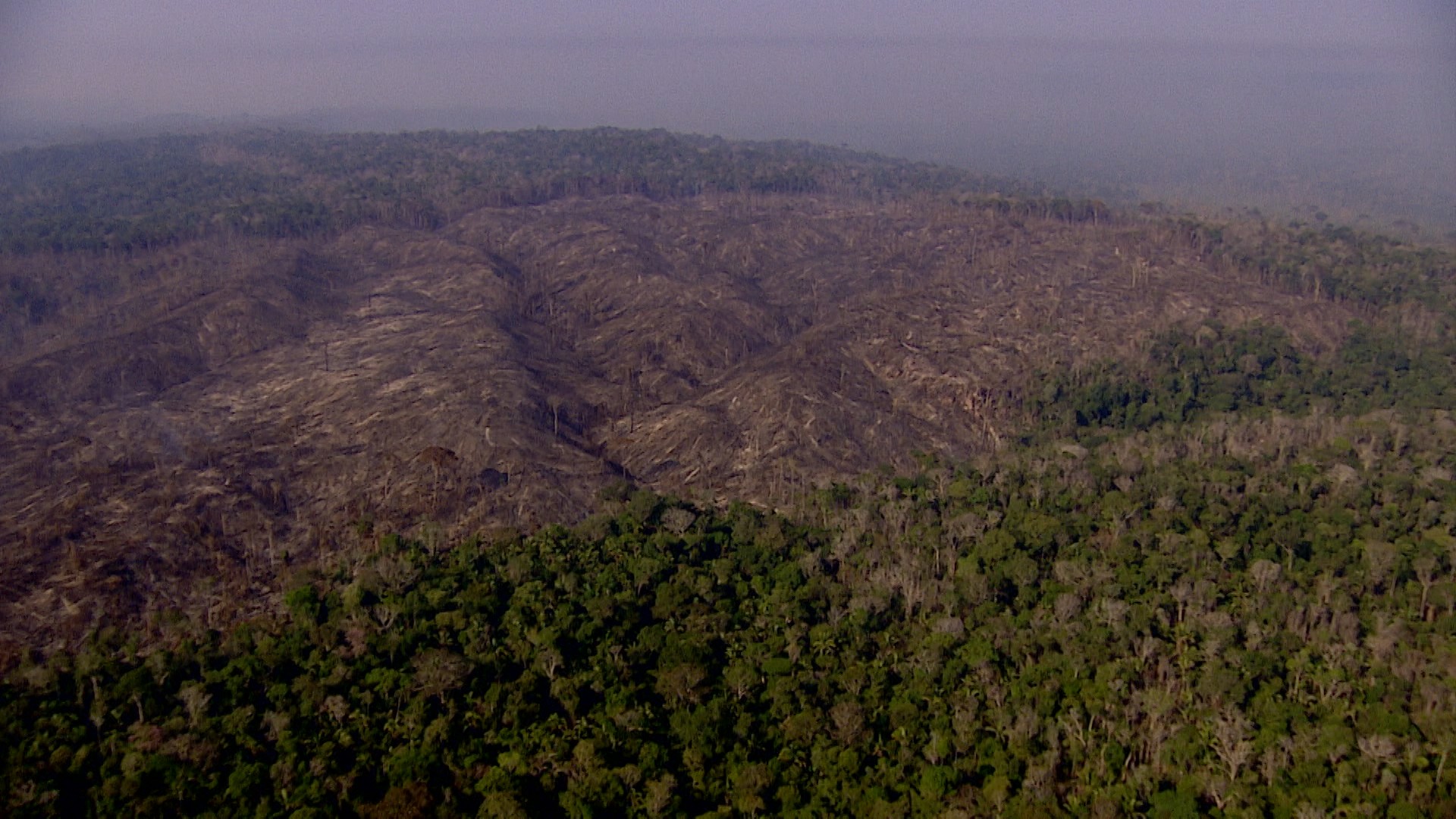 VÍDEOS: sobrevoo flagra desmatamento de 1,3 mil hectares dentro de parque nacional em RO e AM 