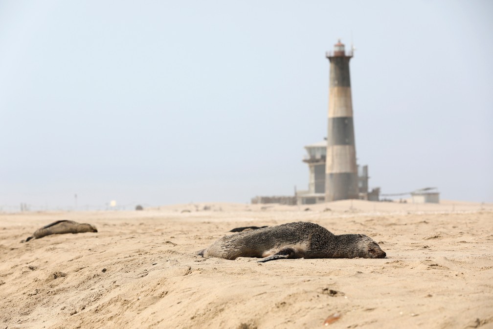 Foca encontrada morta em praia na Namíbia nesta sexta-feira (23) — Foto: Karin Coetzee/Reuters