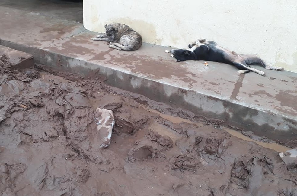 Animais do Parque Rodoviário estão sem casas para voltar.  — Foto: Delciana Arraes/Arquivo pessoal