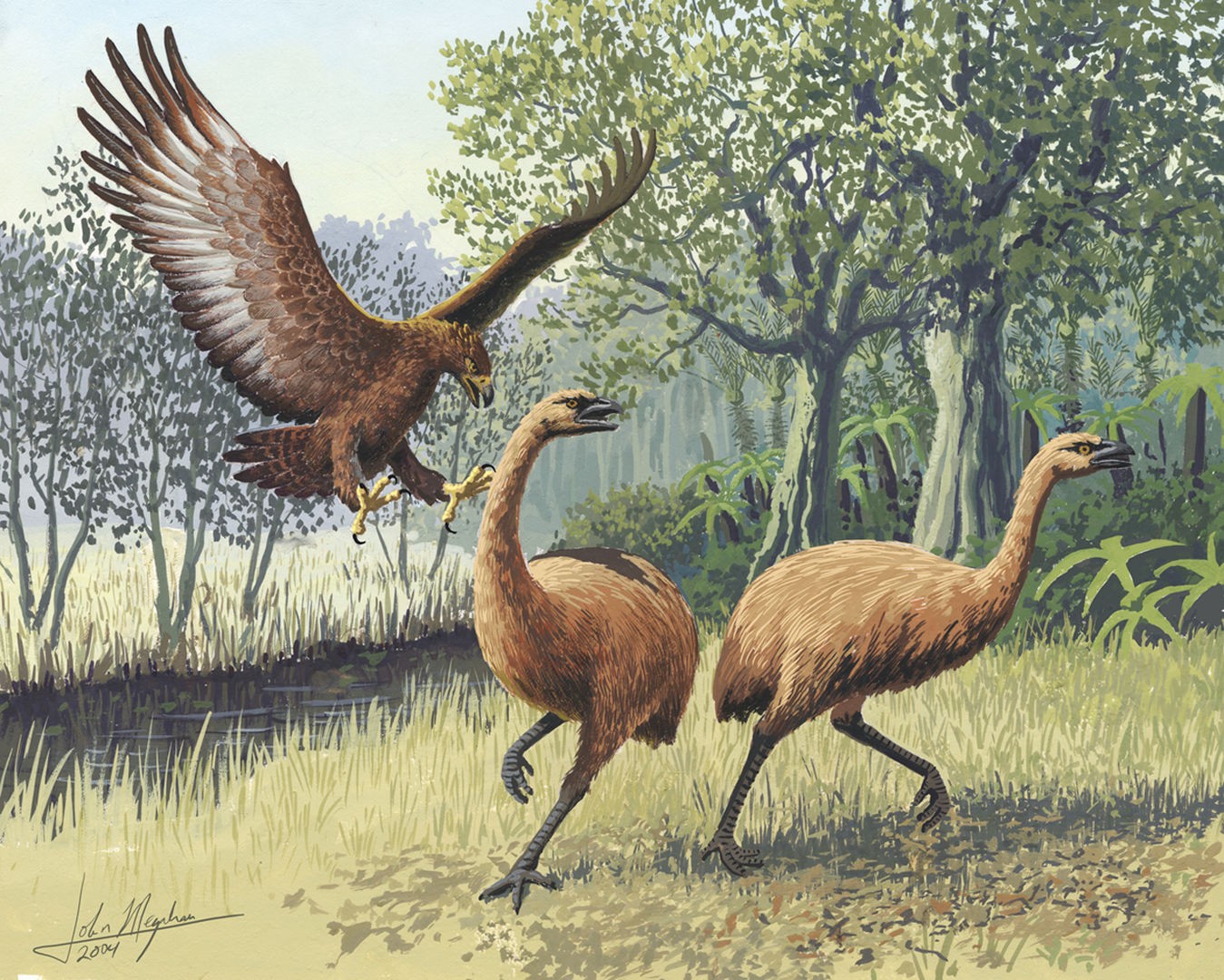 Moas, aves não voadoras nativas da Nova Zelândia, estão entre as espécies extintas pela ação humana (Foto: John Megahan/PLoS Biology)