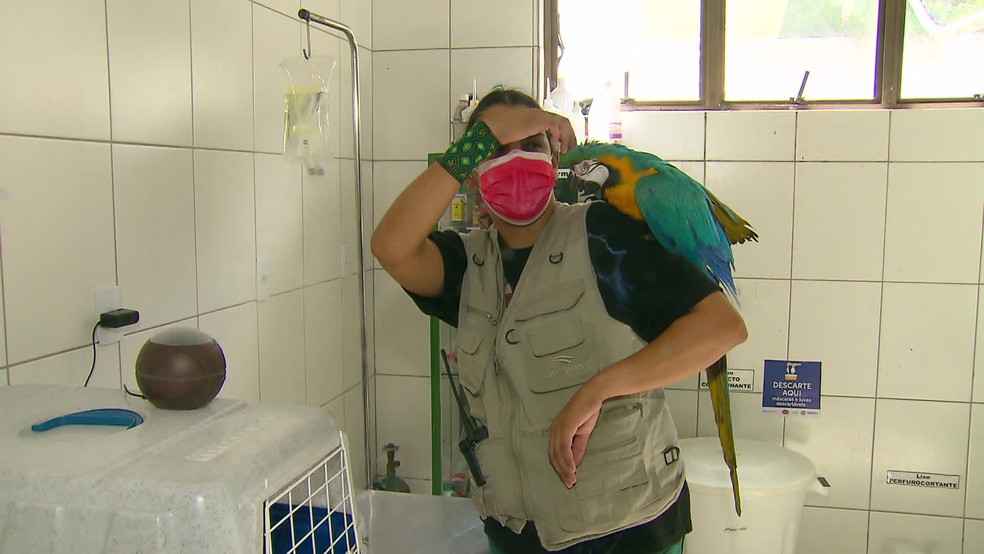 Arara Fred é uma das pacientes da veterinária Hellen Macedo — Foto: Reprodução/TV Globo
