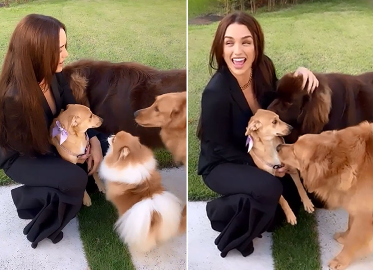 Rafa Kalimann mostra seus outros cachorros conhecendo nova cadela da família (Foto: Reprodução/Instagram)