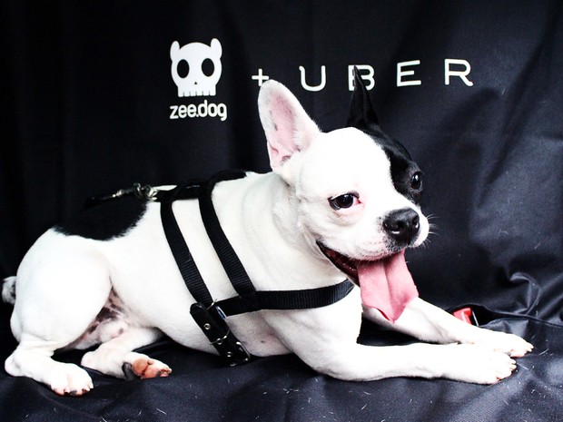 Passageiros poderão transportar animais pelo Uber (Foto: Divulgação/ Uber)