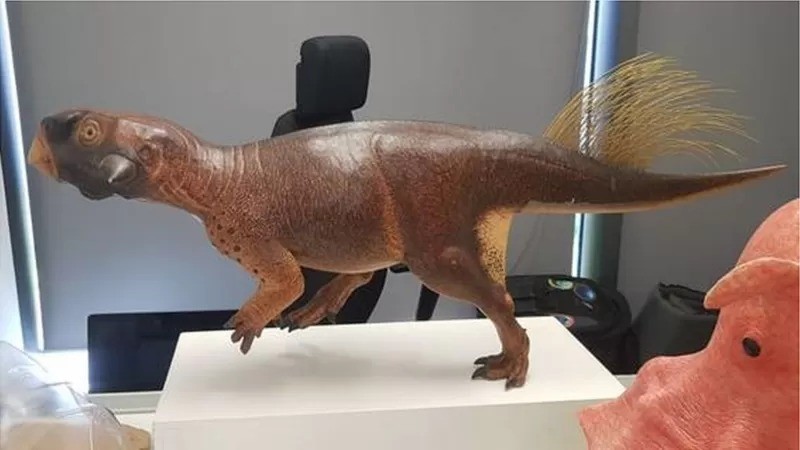 Psitacossauros podem ter usado sua parte traseira para atrair parceiros para acasalar (Foto: Zaira Govertt via BBC News)