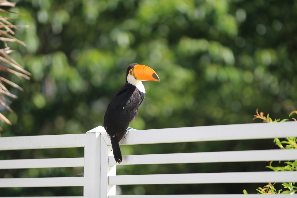 Aves aparecem em centros urbanos atrÃ¡s de alimento e sÃ£o recepcionadas por "amigos" da natureza (Foto: Giulia Bucheroni/TG)