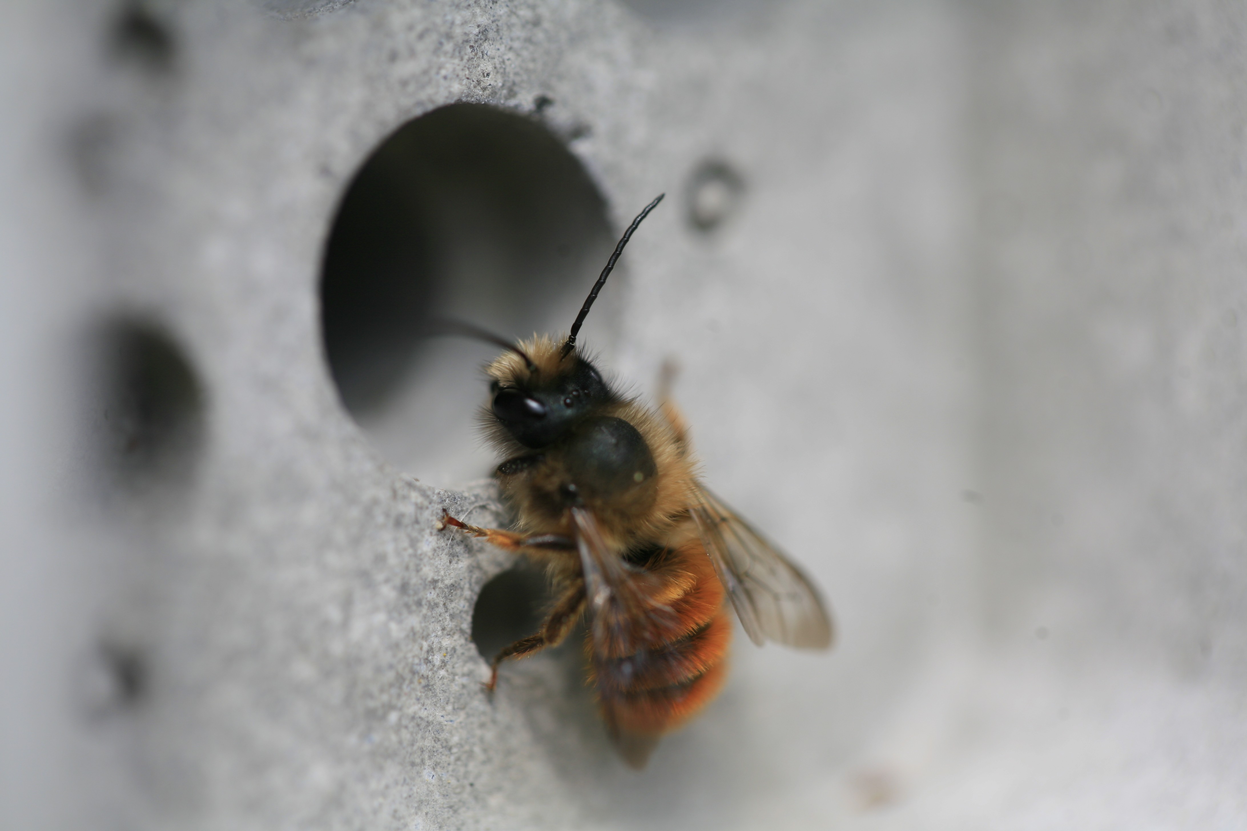 As abelhas solitárias são as grandes responsáveis pela polinização  (Foto: Green&Blue / Divulgação)