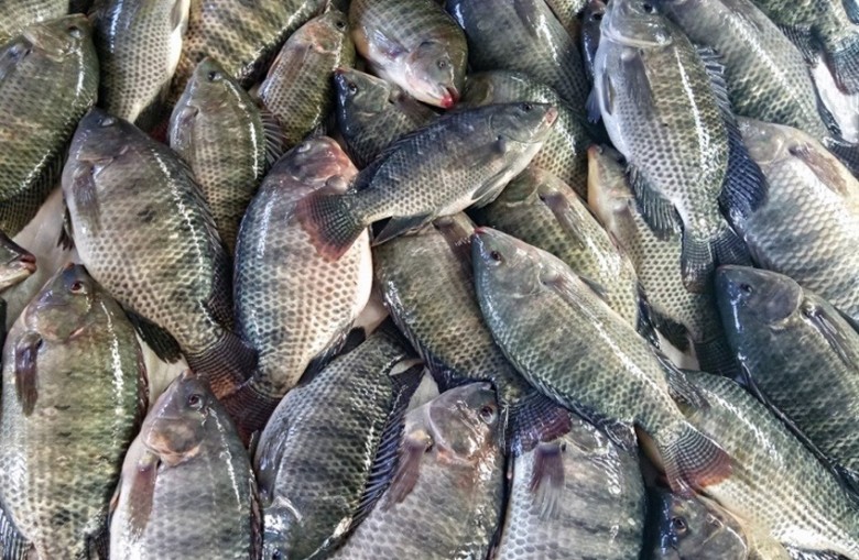 Quaresma em Divinópolis aumenta compra de peixes: veja valores e como escolher um bom produto