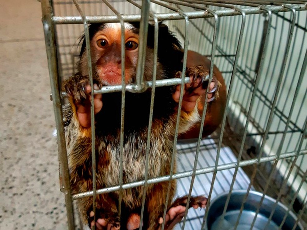 O animal foi resgatado em Ceilândia e levado para o Cetram — Foto: PCDF/Divulgação