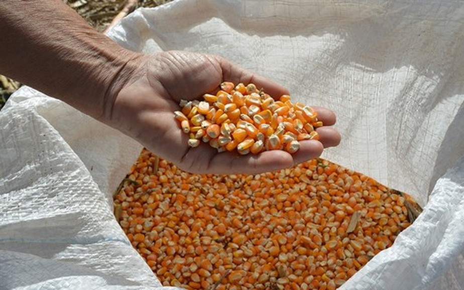 Mexicanos importam cerca de 17 milhões de toneladas de grãos dos EUA por ano, a grande maioria milho amarelo