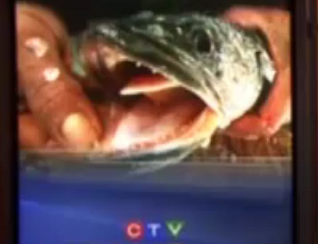 'Fishzilla' foi encontrado em lagoa de parque em Burnaby. (Foto: Reprodução/CTV)