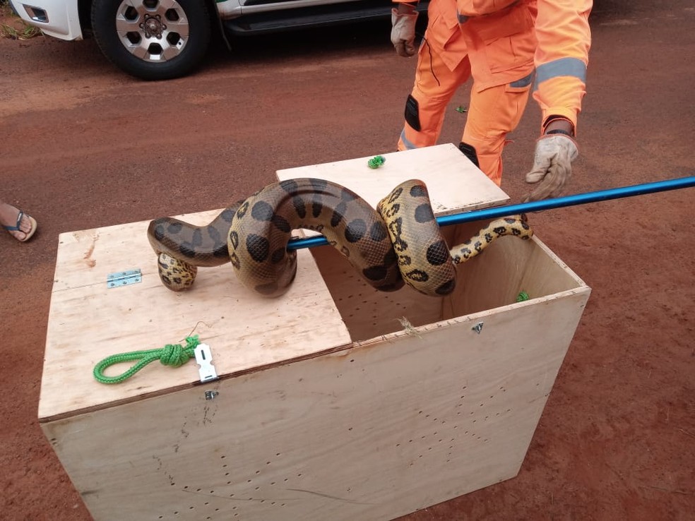 Sucuri de 4 metros encontrada em terreno de Ituiutaba — Foto: Polícia Militar de Meio Ambiente/Divulgação