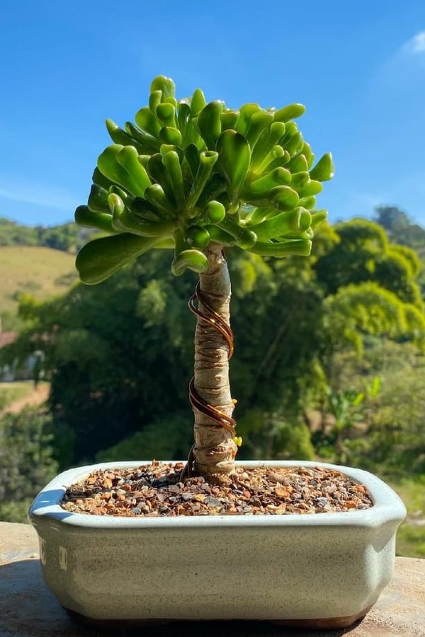 Orelha de Shrek: conheça a planta e saiba como cultivar (Foto: Reprodução/Instagram @arvoredejade)