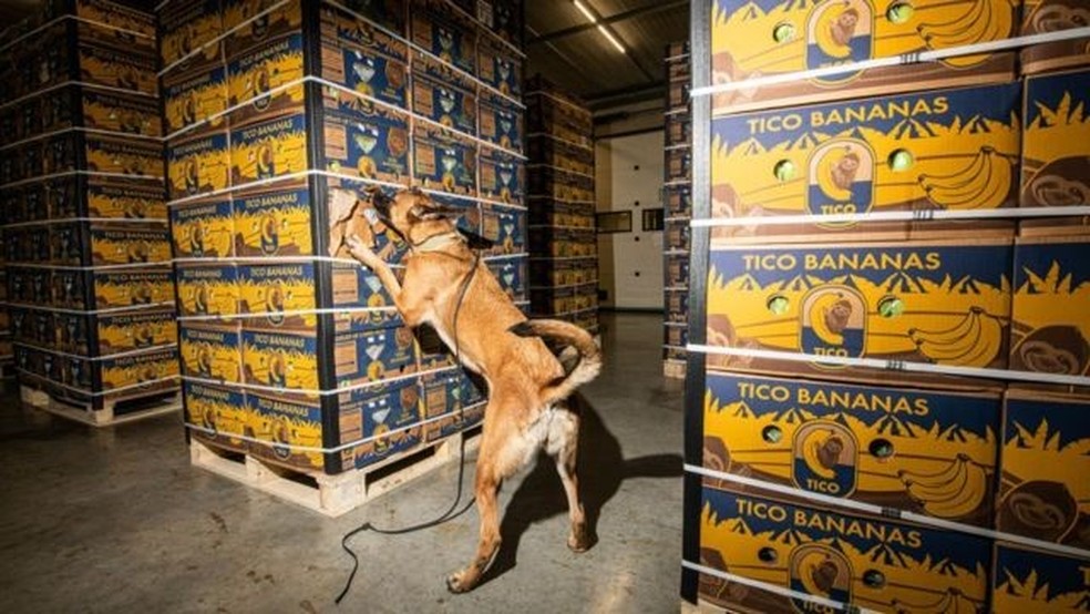 Às vezes, os contêineres refrigerados transportam outras mercadorias além das bananas. — Foto: GETTY IMAGES