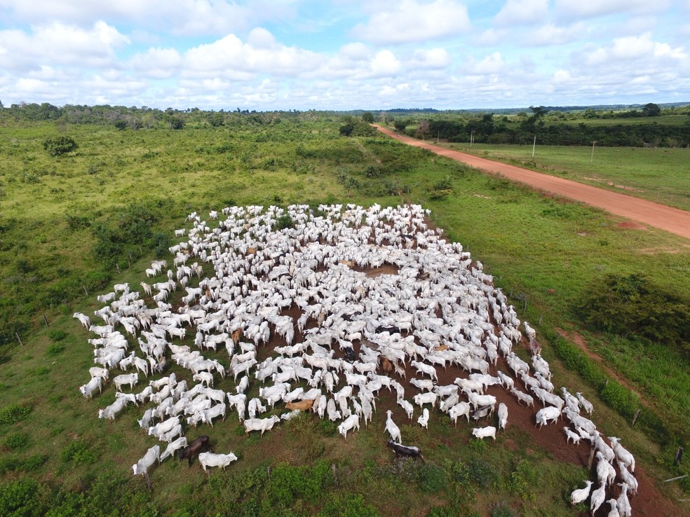 Arrendamentos de terra para criação de gado rendia cerca de R$ 90 mil por mês — Foto: Polícia Federal