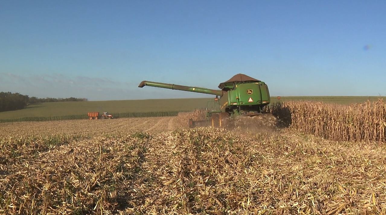 Paraná deve produzir 14 milhões de toneladas de milho na segunda safra de 2022, diz Deral; veja balanço