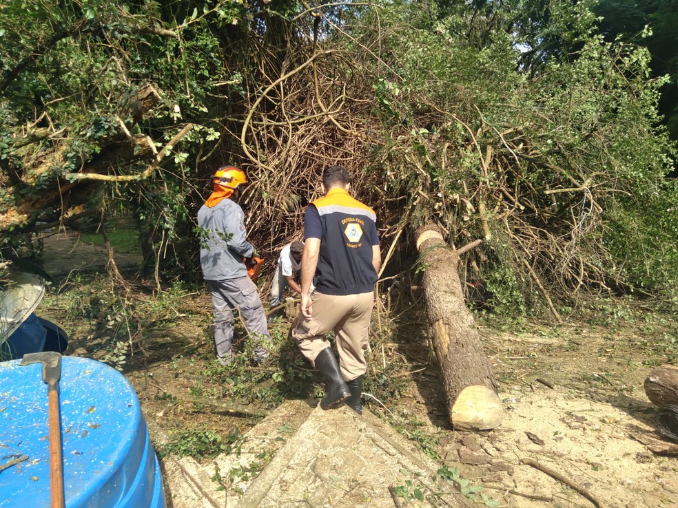 Corpo de Bombeiros e Defesa Civil atenderam uma ocorrência de árvore sobre carros em Taubaté  — Foto: Divulgação