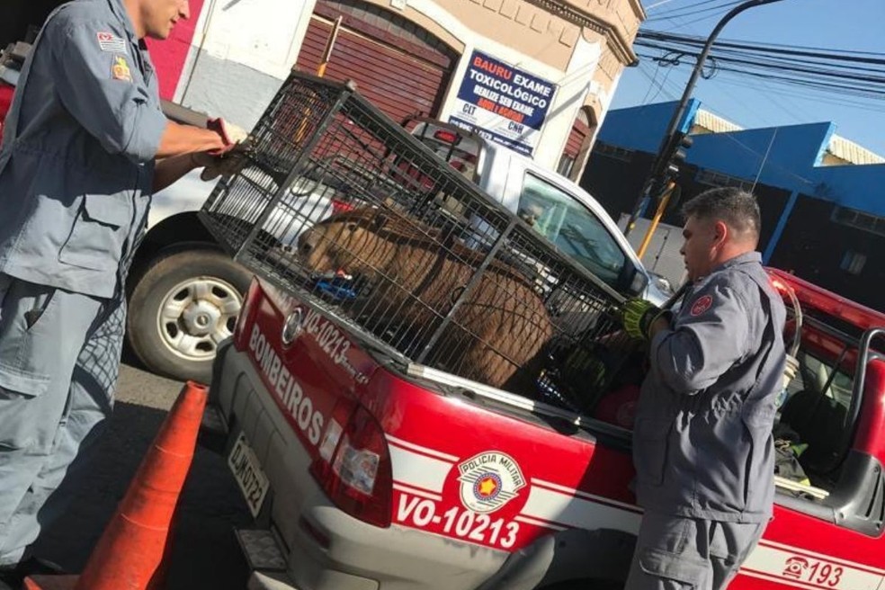 Capivara é capturada por bombeiros após invadir estabelecimento no interior de SP — Foto: Arquivo pessoal