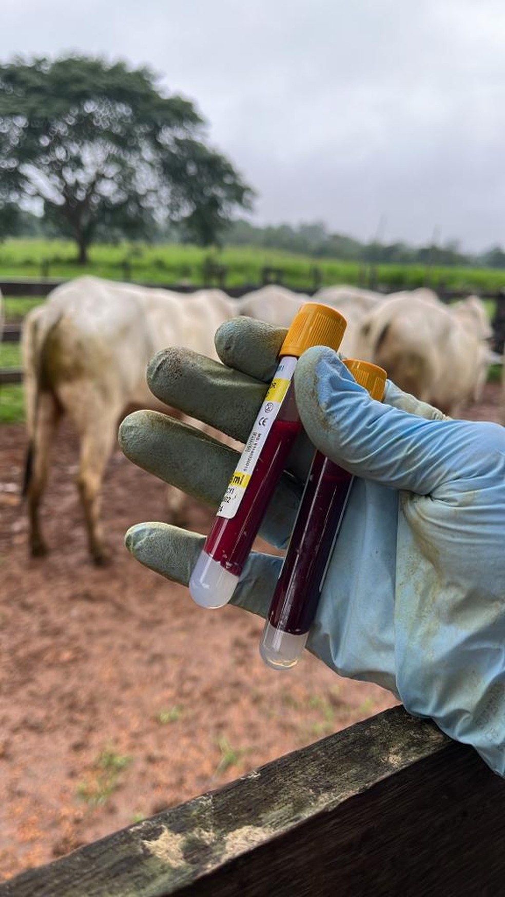 Coleta de sangue realizada pelo pesquisador Luis Francisco de Machado Pfeifer — Foto: Arquivo pessoal
